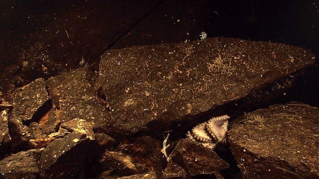 What appears to be a large octopus hiding in the rocks. Picture