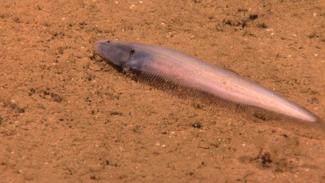 Eel-like fish on a sand bottom Picture