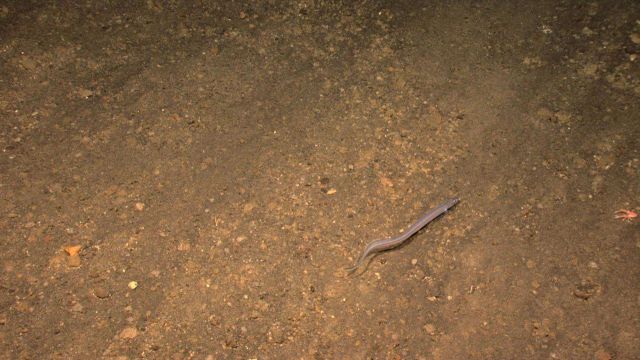 Halosaur swimming near a cobble and sand substrate. Picture
