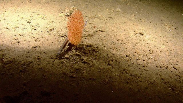 Halosaur unsuccessfully using small coral bush for cover. Picture