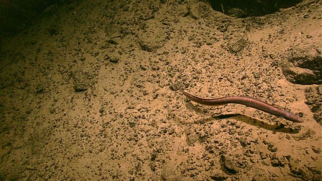 Eel-like fish swimming over sediment-covered rock outcrop Picture