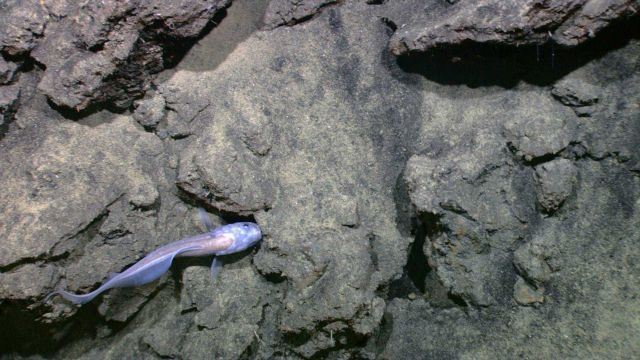 Eel-like moridae fish Picture
