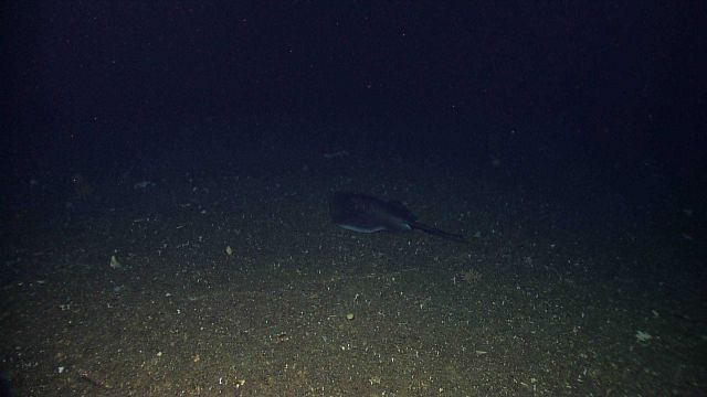 Club-like tail indicated possibly a plesiobatidae ray Picture