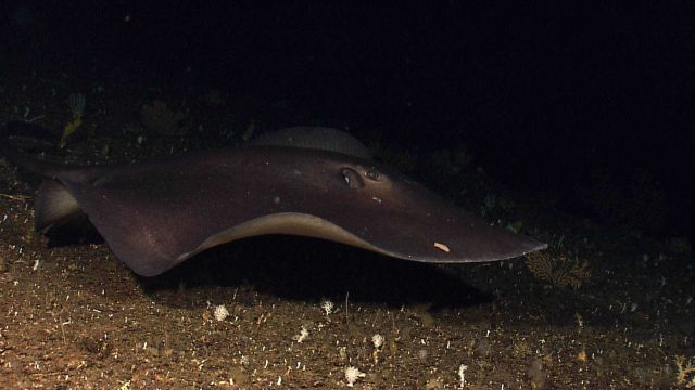 A plesiobatidae ray Picture