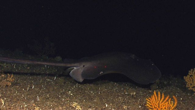 A plesiobatidae ray Picture