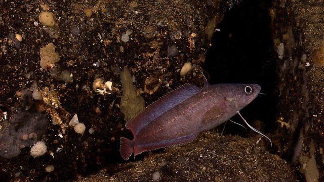 Eel-like member of moridae family - Phyiculus sp. Picture