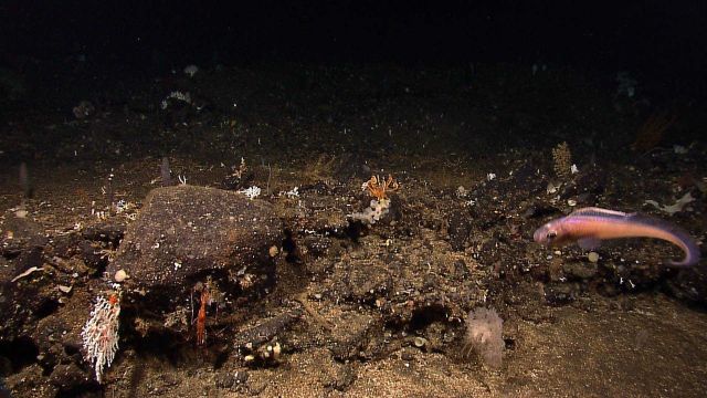 Eel-like member of moridae family - Phyiculus sp. Picture