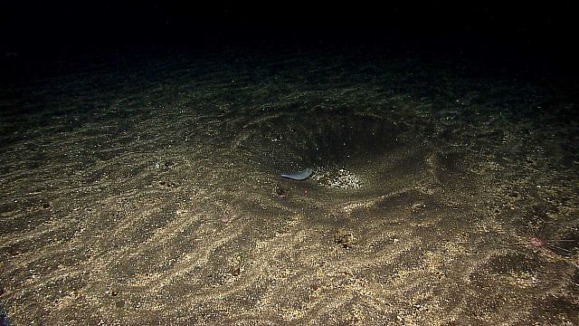 Abyssal fish inhabiting large depression in seafloor sediment. Picture
