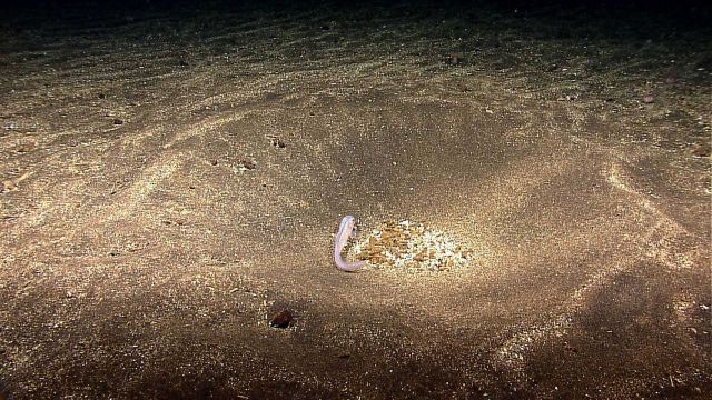 Eel-like member of moridae family inhabiting large depression in seafloor sediment. Picture