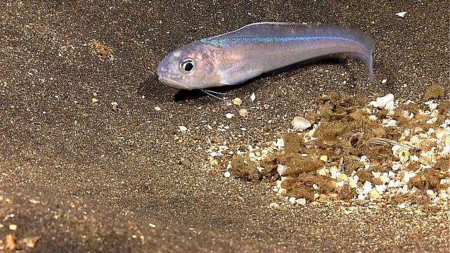 Eel-like member of moridae family inhabiting large depression in seafloor sediment. Picture