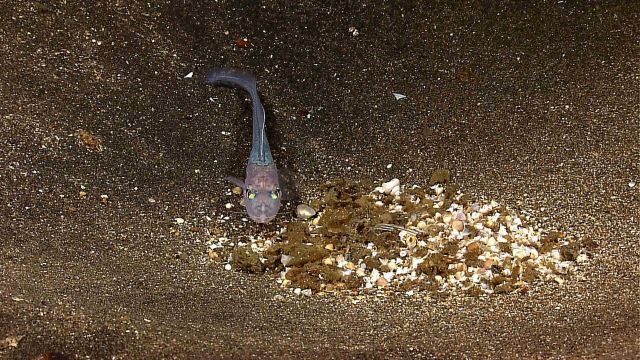 Eel-like member of moridae family inhabiting large depression in seafloor sediment. Picture