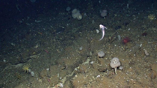 A tadpole like snailfish swimming over an outcrop with numerous white hexactinellida sponges. Picture