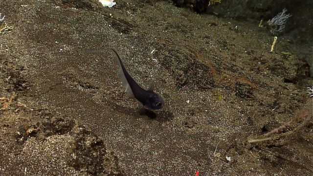 A black rattail -a member of the Macrouridae family Picture
