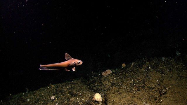 A species of rattail - a member of the Macrouridae family Picture