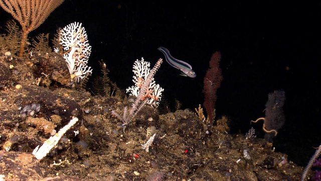 A very colorful member of the Moridae family cruising through a beautiful coral garden notable for its diversity of species. Picture