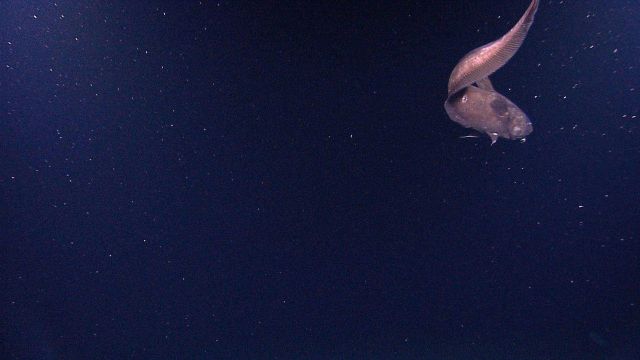 A member of the Moridae family swimming in the water column Picture
