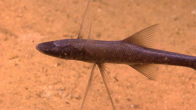 Tripod fish - Bathypterois grallator Picture