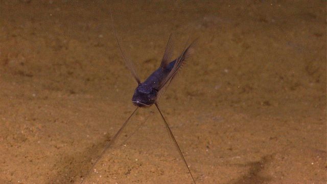 Tripod fish - Bathypterois grallator Picture