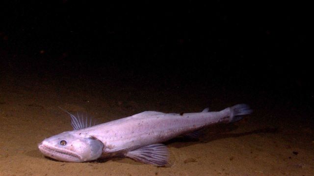 Bathysaurus mollis, a super predator Picture