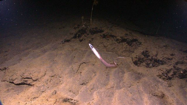 A large halosaur swimming over a sediment covered rock outcrop Picture