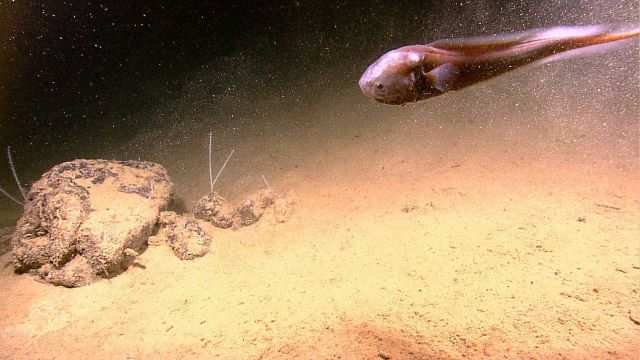 A snailfish - a member of the Liparidae family Picture