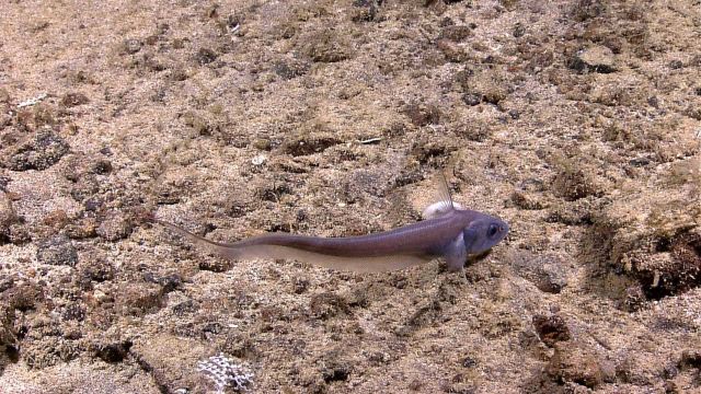 A species of rattail - a member of the Macrouridae family - with a parasitic isopod. Picture