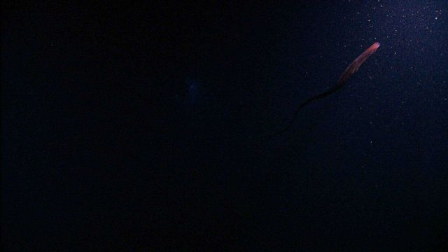 A halosaur captured by the camera in the darkness of the abyss. Picture