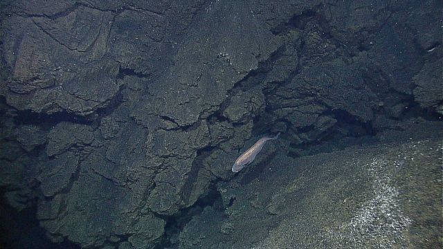 A macrourid fish next to a rock wall. Picture