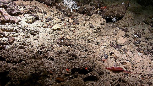 A very long-nosed fish is seen in the lower right corner of this image Picture
