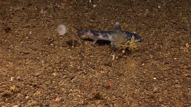 A shortnose greeneye (Chlorophthalmus agassizi) resting on the seafloor near a small stalked sponge and a small crinoid Picture
