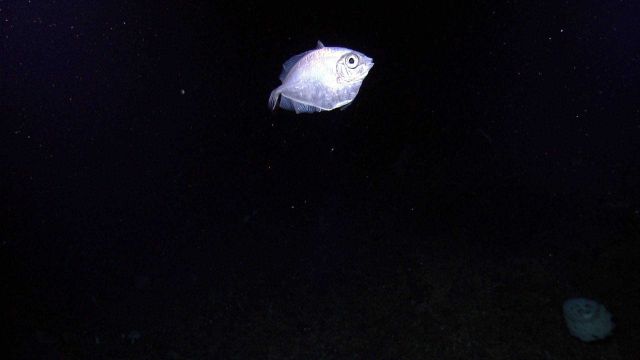 Silver fish with a white sponge Picture