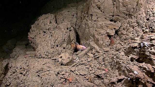 Squat lobsters and shrimp barely visible against light brown shale appearing outcrop Picture