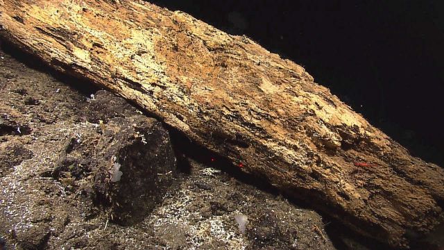 Sunken log deteriorating on seafloor Picture