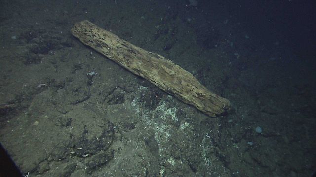 Sunken log deteriorating on seafloor Picture