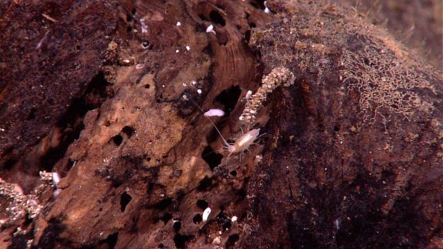 Rotting log providing habitat for small crustaceans and other small biota. Picture