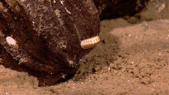 Sunken coconut with two white chitons. Picture