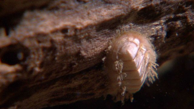 A white chiton on a rotting log. Picture