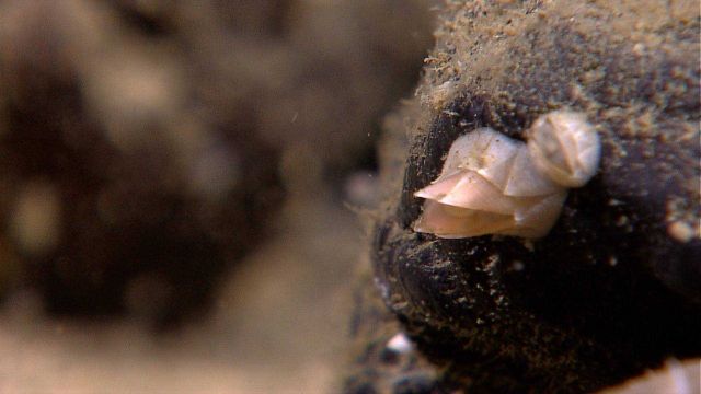 White barnacles on non-descript material Picture