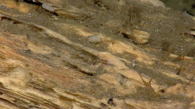 Rotting log with small biota Picture