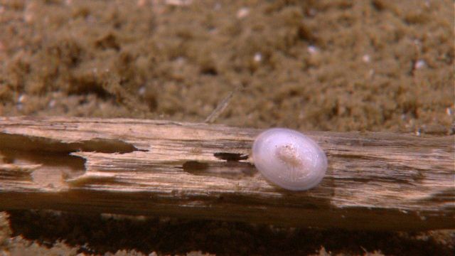 Rotting stick with white limpet. Picture