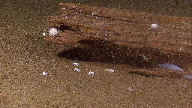 Rotting log with small white starfish, white squat lobsters, a white limpet, and a large white amphipod Picture