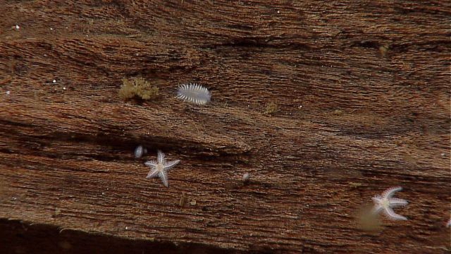 White starfish and a white worm? on a rotting log. Picture