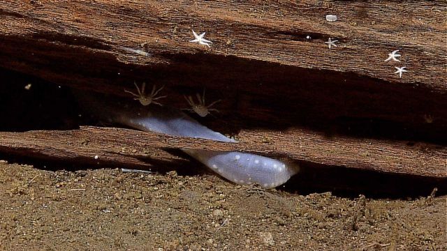 White starfish, white squat lobsters, and a white holothurian on a rotting log. Picture