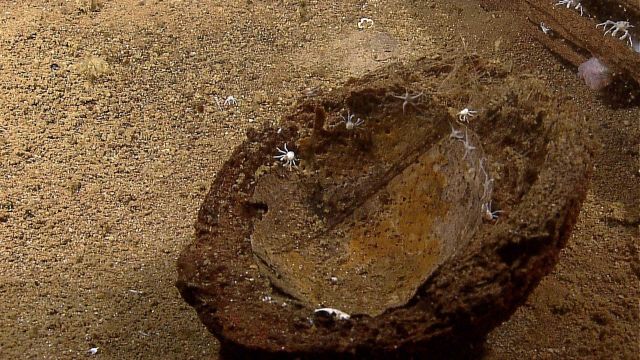 Half a coconut husk with white squat lobsters and white starfish. Picture