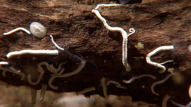 A white limpet and white tube worms on a rotting log. Picture