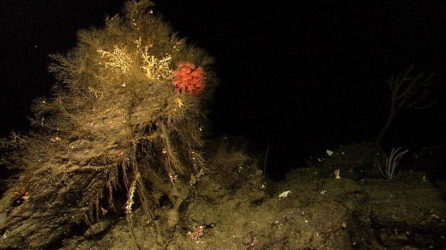 Various corals on a rock outcrop Picture
