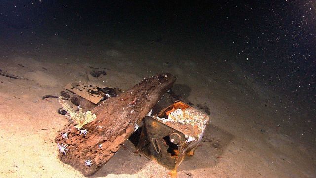 Marine debris - wood, cardboard, and a rusting can. Picture