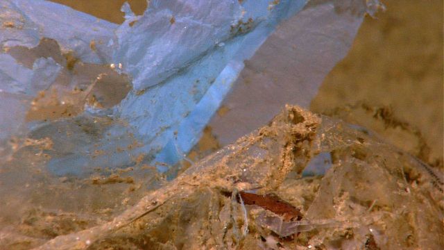 Marine debris -blue plastic on the seafloor Picture