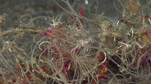 Marine debris - snarled monofilament fishing line. Picture