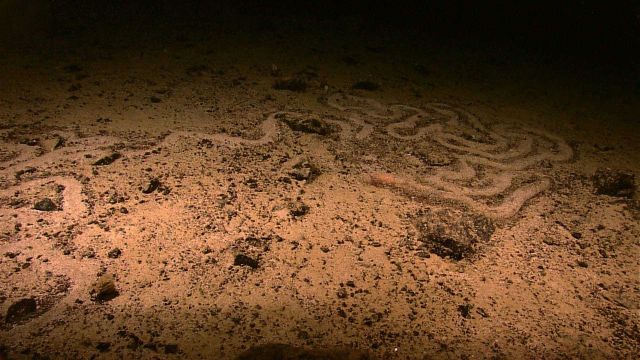 A holothurian trail left by a holothurian with no plan in life. Picture